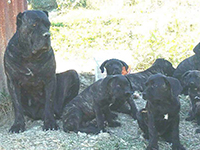 cucciolata cane corso tigrato